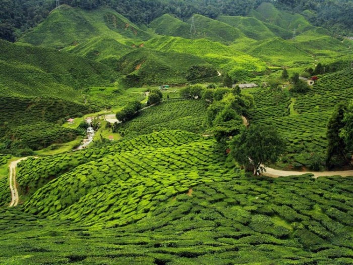 آسام هندوستان عکس‌هایی چشم‌نواز و زیبا که بیننده را به بازدید از هندوستان ترغیب می‌کنند عکس‌هایی چشم‌نواز و زیبا که بیننده را به بازدید از هندوستان ترغیب می‌کنند 1 assam tea plantations